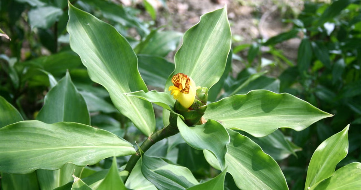 Insulin Plant