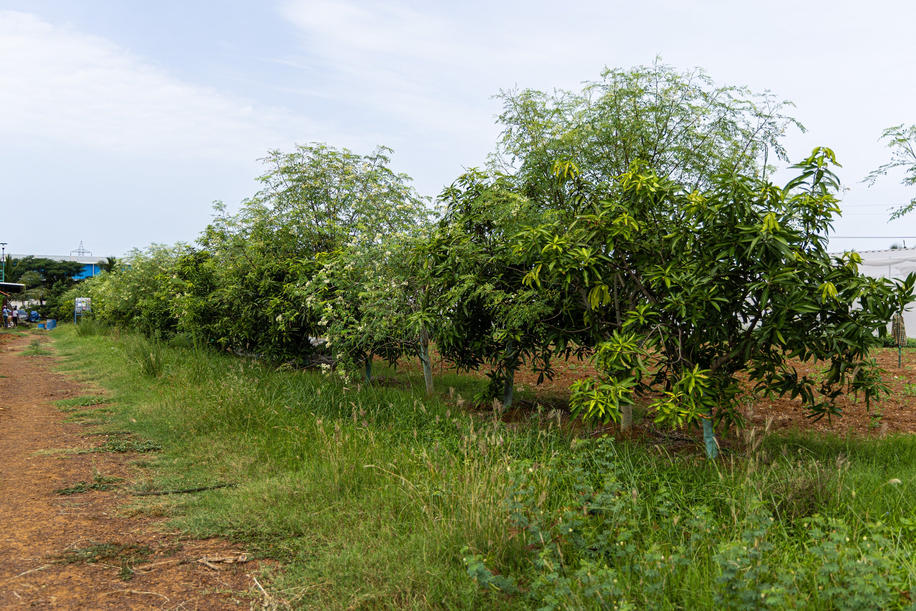 Load video: Trees That Grow Better Together