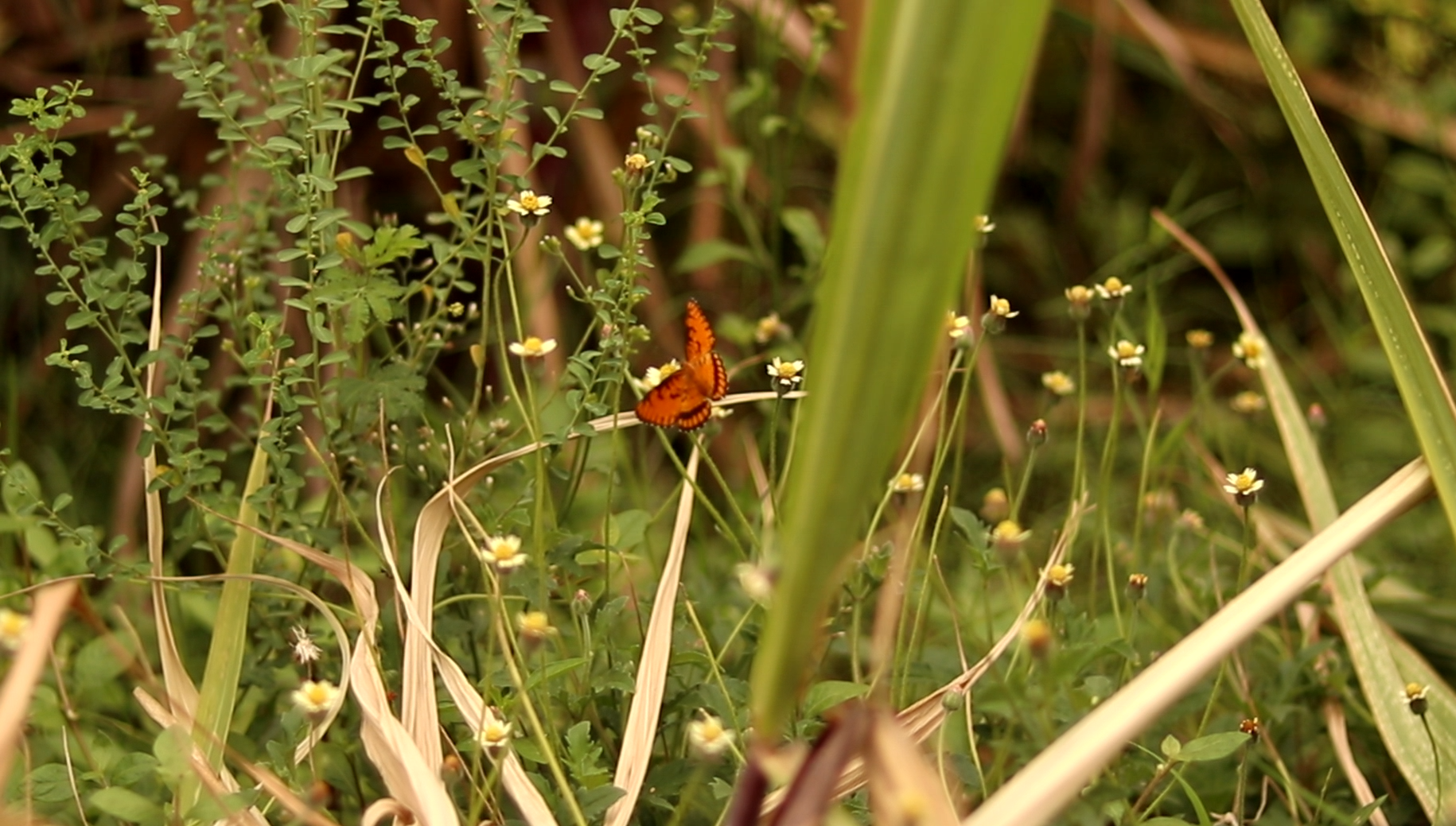 Butterflies-01.png